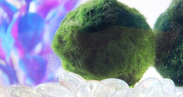 日本文化 想養個不太需要照顧的寵物 試試看マリモ Marimo 毬藻吧 Tsunagu Japan 繫日本