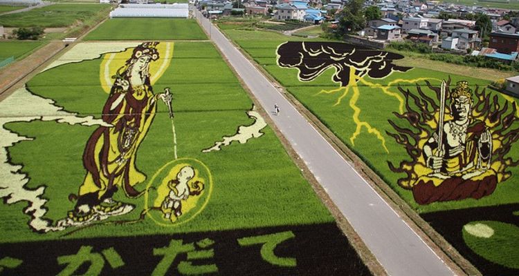 Rice fields are canvases for Japanese people! Amazing art in rice fields. | tsunagu Japan