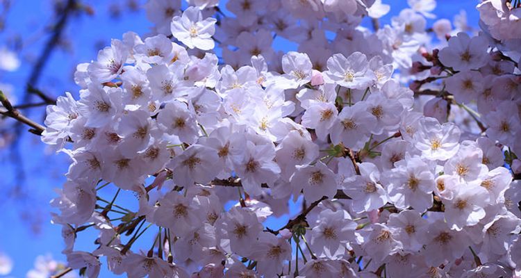 Hana Kotoba Or The Language Of Flowers 10 Beautiful Japanese