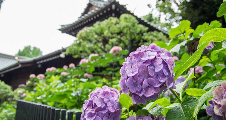 日本自由行 21 處在東京近郊必訪的紫陽花景點 Tsunagu Japan 繫日本