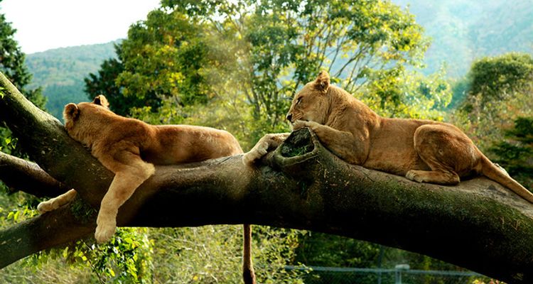 日本自由行 日本必參觀的8 間動物園 Tsunagu Japan 繫日本