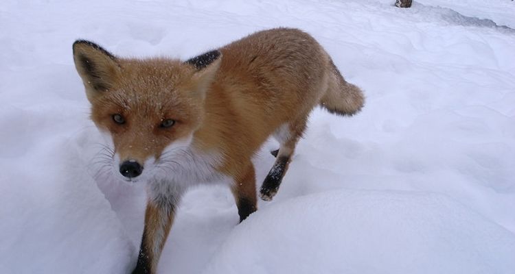 北海道自由行 只在北海道 精選10處能與動物接觸的景點 Tsunagu