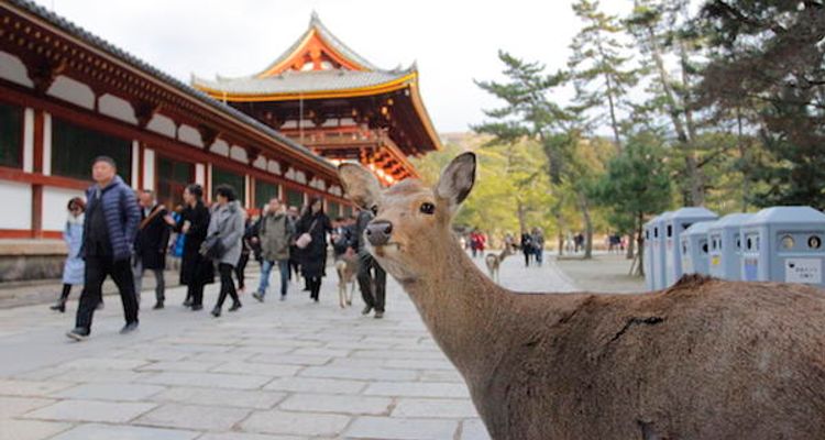 关西自由行 抛开恼人的复杂交通 从大阪出发 京都奈良一日巴士之旅 Tsunagu Japan