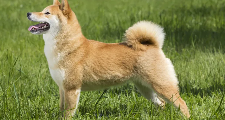 akita vs shiba inu which native japanese dog is the best