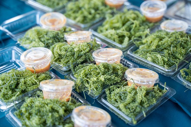 Umibudo packs for lunch