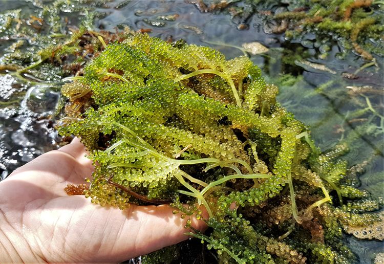 holding sea grapes in hand