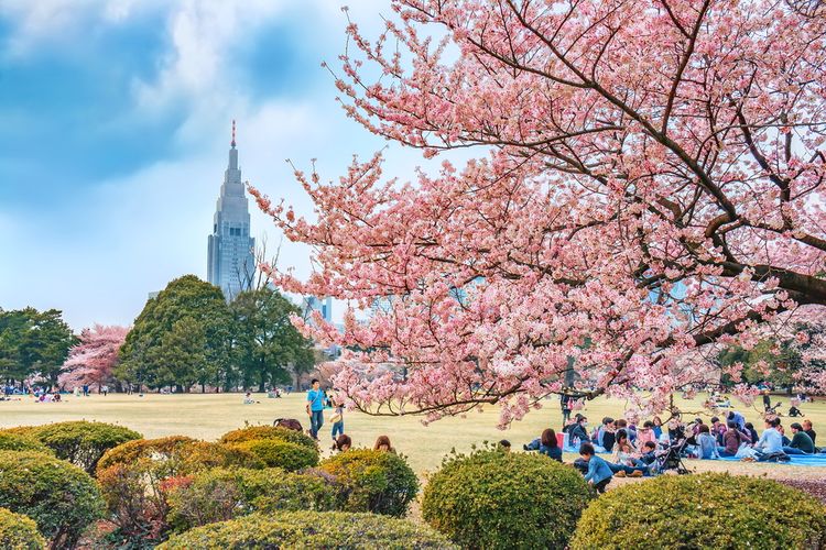 Shinjuku Gyoen park in the spring