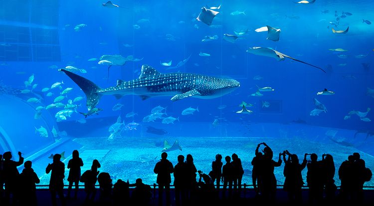 Kuroshio Sea, Churaumi Aquarium