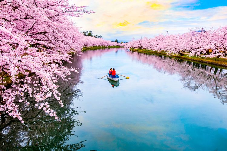 sakura in hirosaki park at full bloom