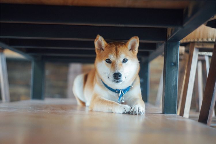 shiba dog