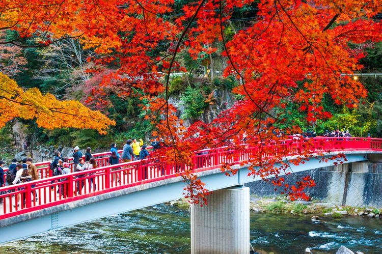 Fall leaves in Toyota