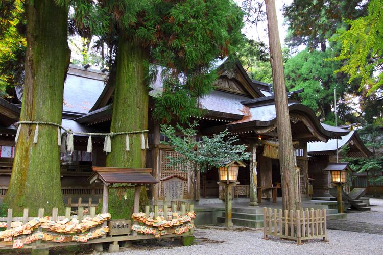 高千穗神社的夫婦杉