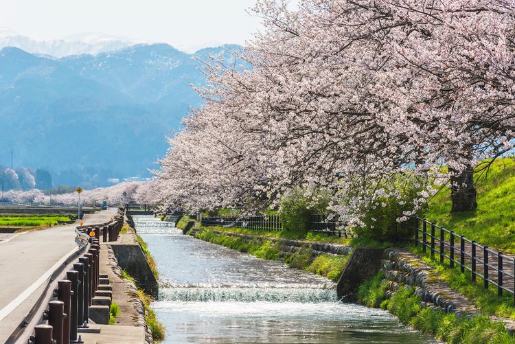 hoa anh đào nở bên bờ đê sông Kurobe