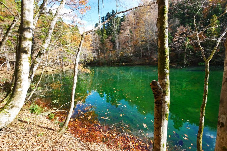 Ryugakubo Water Spring