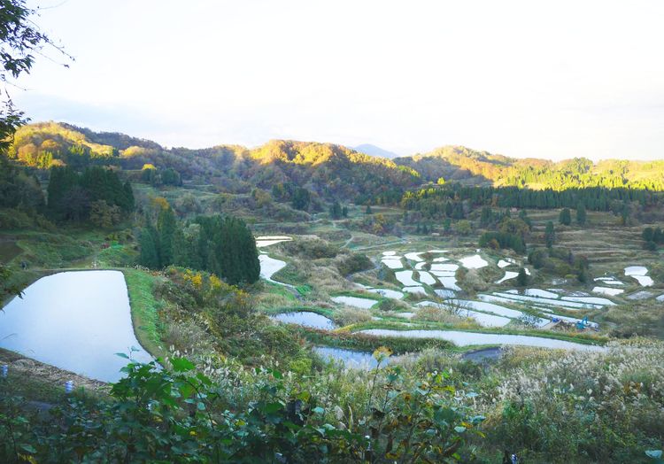 Hoshitoge Rice Terraces