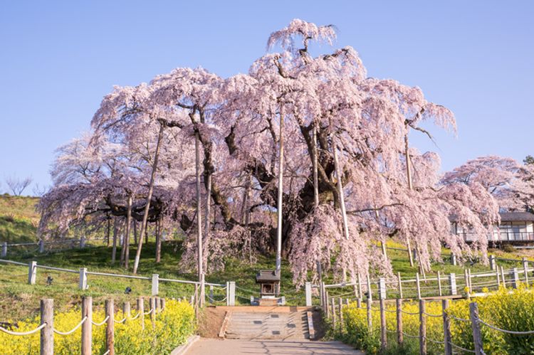 Miharu Takizakura