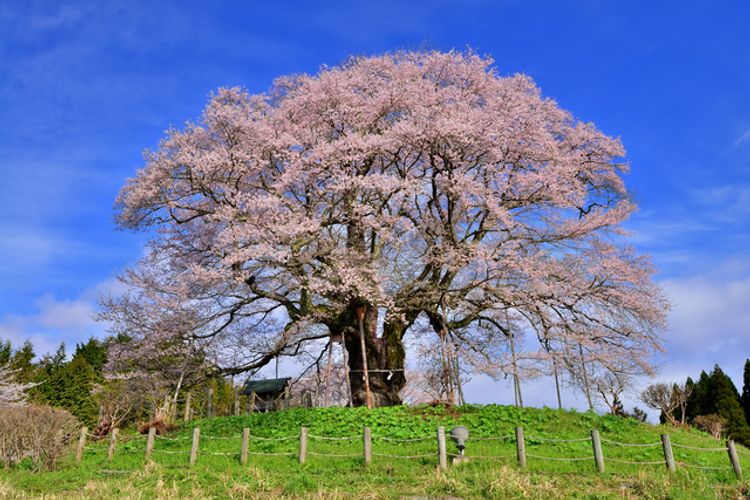 Daigo Zakura