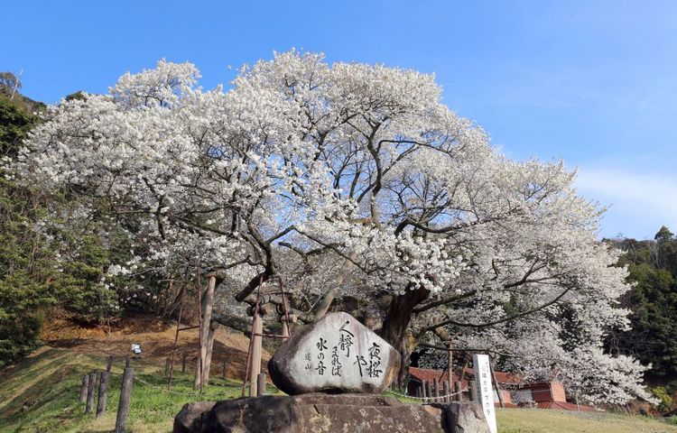 Obira Zakura