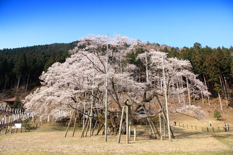 Usuzumi Zakura