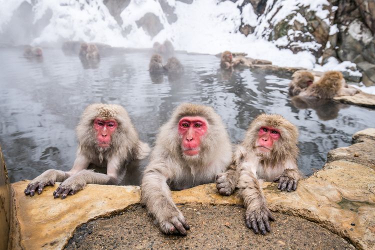 snow monkeys