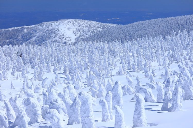 Snow Monsters of Zao